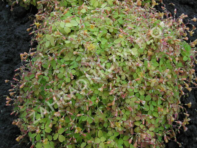 Šťavel 'Burgundy' - Oxalis vulcanicola 'Burgundy'