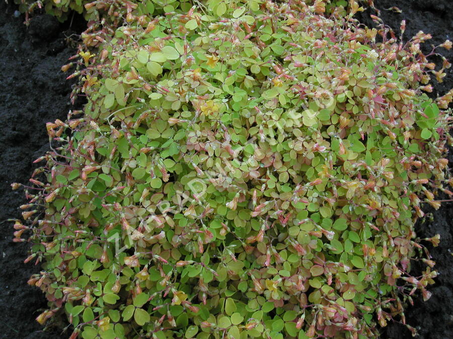 Šťavel 'Burgundy' - Oxalis vulcanicola 'Burgundy'