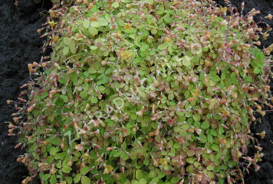 Šťavel 'Burgundy' - Oxalis vulcanicola 'Burgundy'