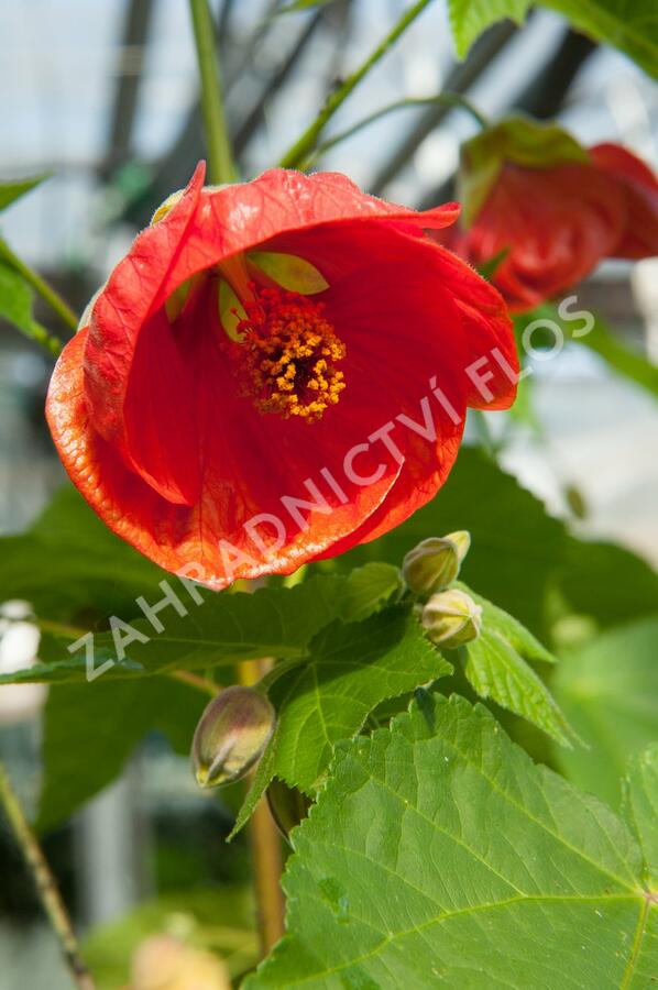 Mračňák 'Red Orange' - Abutilon hybridus 'Red Orange'