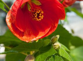 Mračňák 'Red Orange' - Abutilon hybridus 'Red Orange'