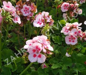 Muškát, pelargonie vonná 'Pino' - Pelargonium odoratissimum 'Pino'