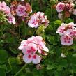 Muškát, pelargonie vonná 'Pino' - Pelargonium odoratissimum 'Pino'