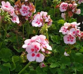 Muškát, pelargonie vonná 'Pino' - Pelargonium odoratissimum 'Pino'