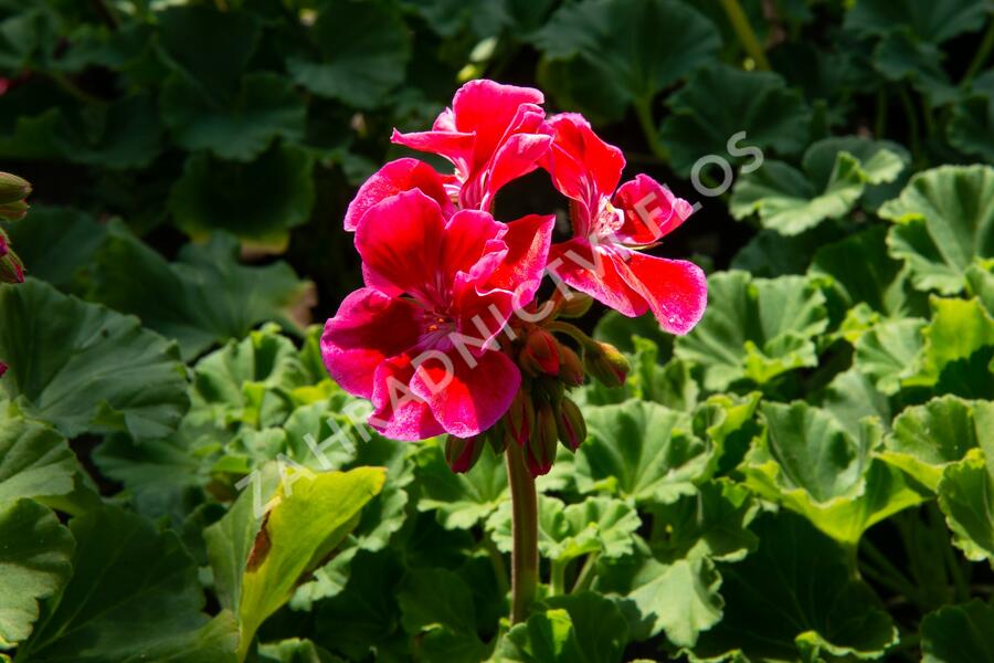 Muškát, pelargonie páskatá klasická 'Deep Rose with Eye' - Pelargonium zonale 'Deep Rose with Eye'