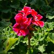 Muškát, pelargonie páskatá klasická 'Deep Rose with Eye' - Pelargonium zonale 'Deep Rose with Eye'