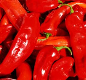 Paprika polní (kapie) 'Parade' - Capsicum annuum 'Parade'