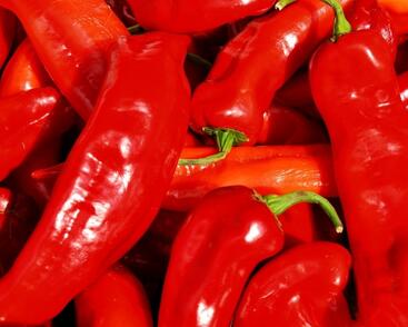 Paprika polní (kapie) 'Parade'