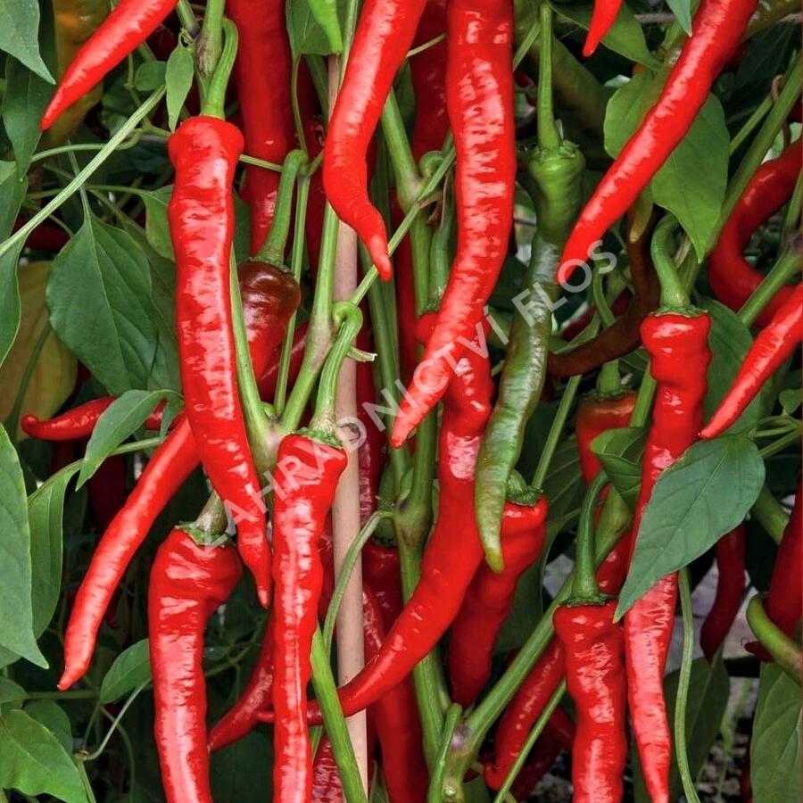 Paprika beraní roh ostrý 'Poseidon' - Capsicum annuum 'Poseidon'
