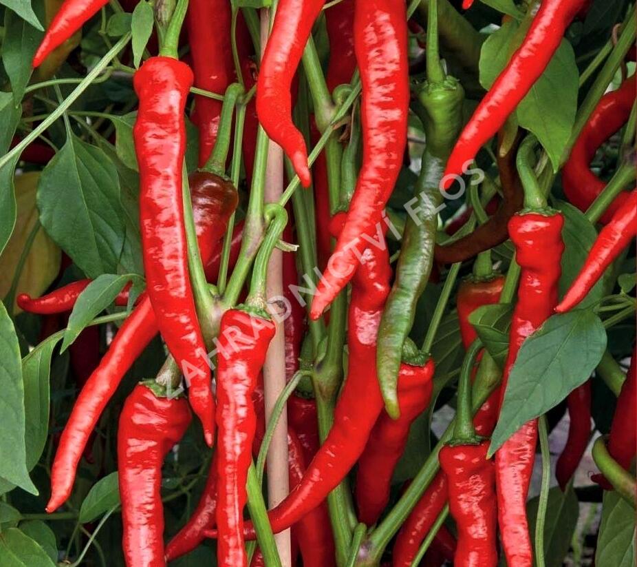 Paprika polní  beraní roh ostrý 'Poseidon' - Capsicum annuum 'Poseidon'