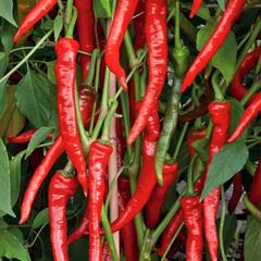 Paprika beraní roh ostrý 'Poseidon' - Capsicum annuum 'Poseidon'