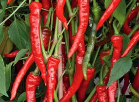 Paprika polní  beraní roh ostrý 'Poseidon' - Capsicum annuum 'Poseidon'