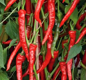 Paprika beraní roh ostrý 'Poseidon' - Capsicum annuum 'Poseidon'