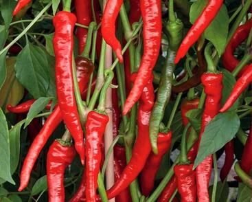 Paprika polní  beraní roh ostrý 'Poseidon'