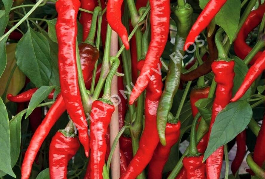 Paprika polní  beraní roh ostrý 'Poseidon' - Capsicum annuum 'Poseidon'
