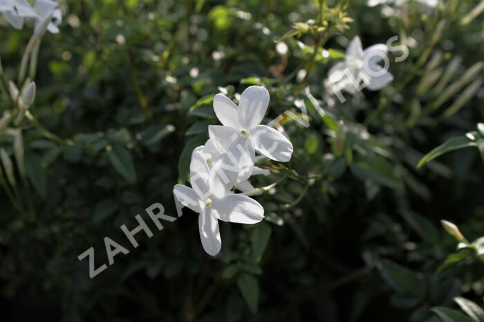 Jasmín mnohokvětý - Jasminum polyanthum