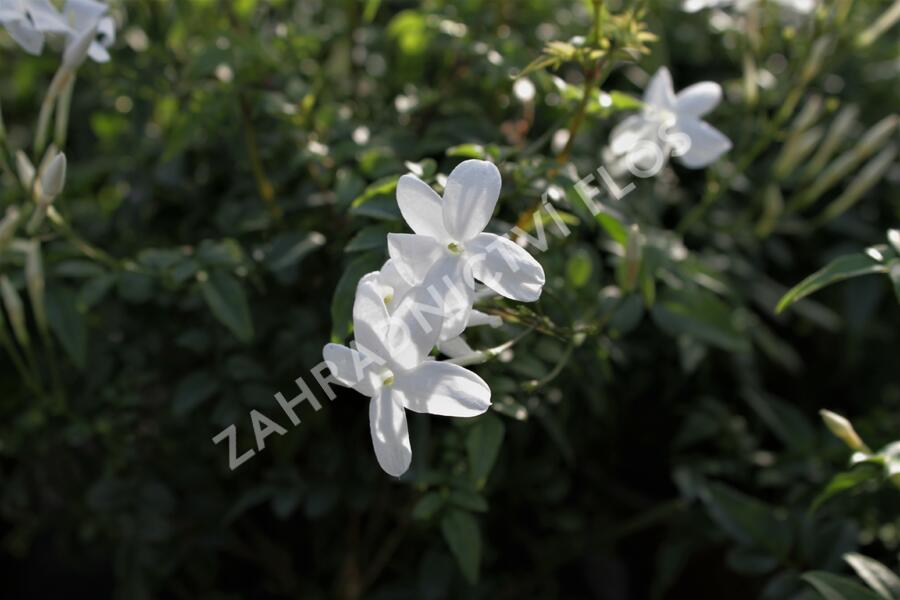 Jasmín mnohokvětý - Jasminum polyanthum