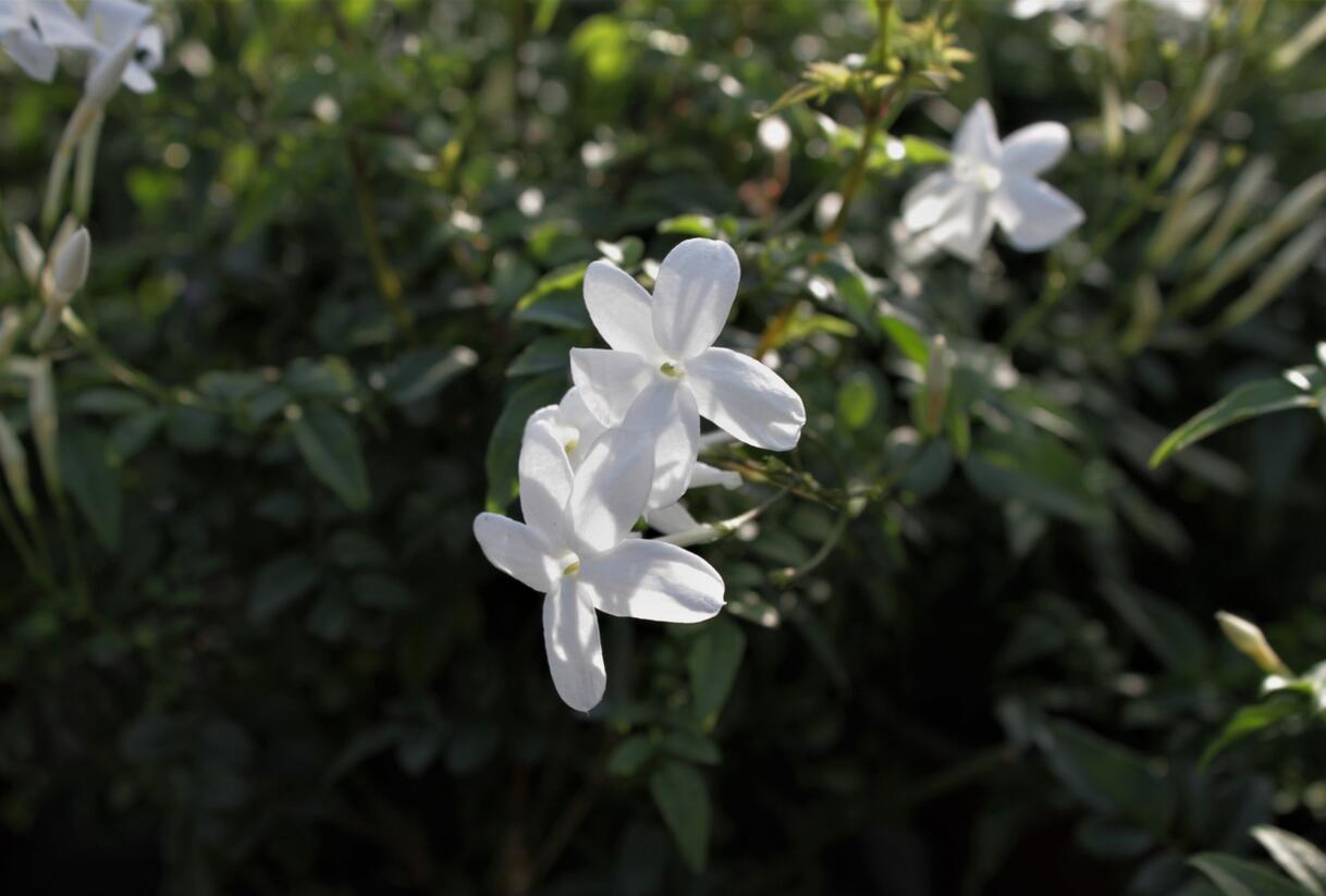 Jasmín mnohokvětý - Jasminum polyanthum