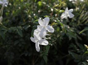Jasmín mnohokvětý - Jasminum polyanthum