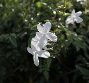 Jasmín mnohokvětý - Jasminum polyanthum