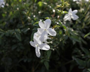 Jasmín mnohokvětý