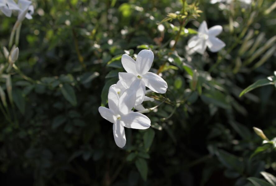 Jasmín mnohokvětý - Jasminum polyanthum