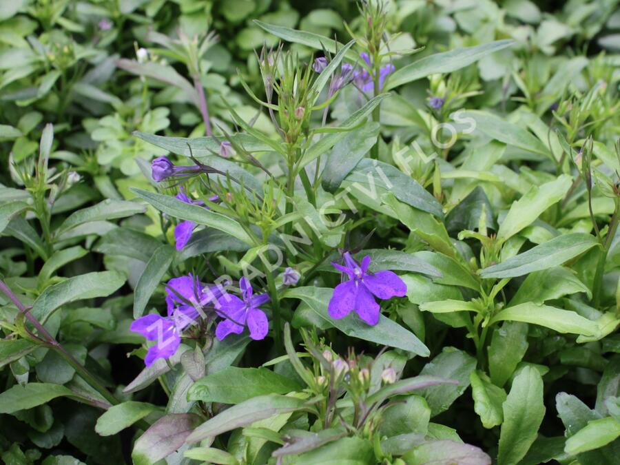 Lobelka 'Riviera Midnight Blue' - Lobelia erinus 'Riviera Midnight Blue'