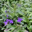 Lobelka 'Riviera Midnight Blue' - Lobelia erinus 'Riviera Midnight Blue'