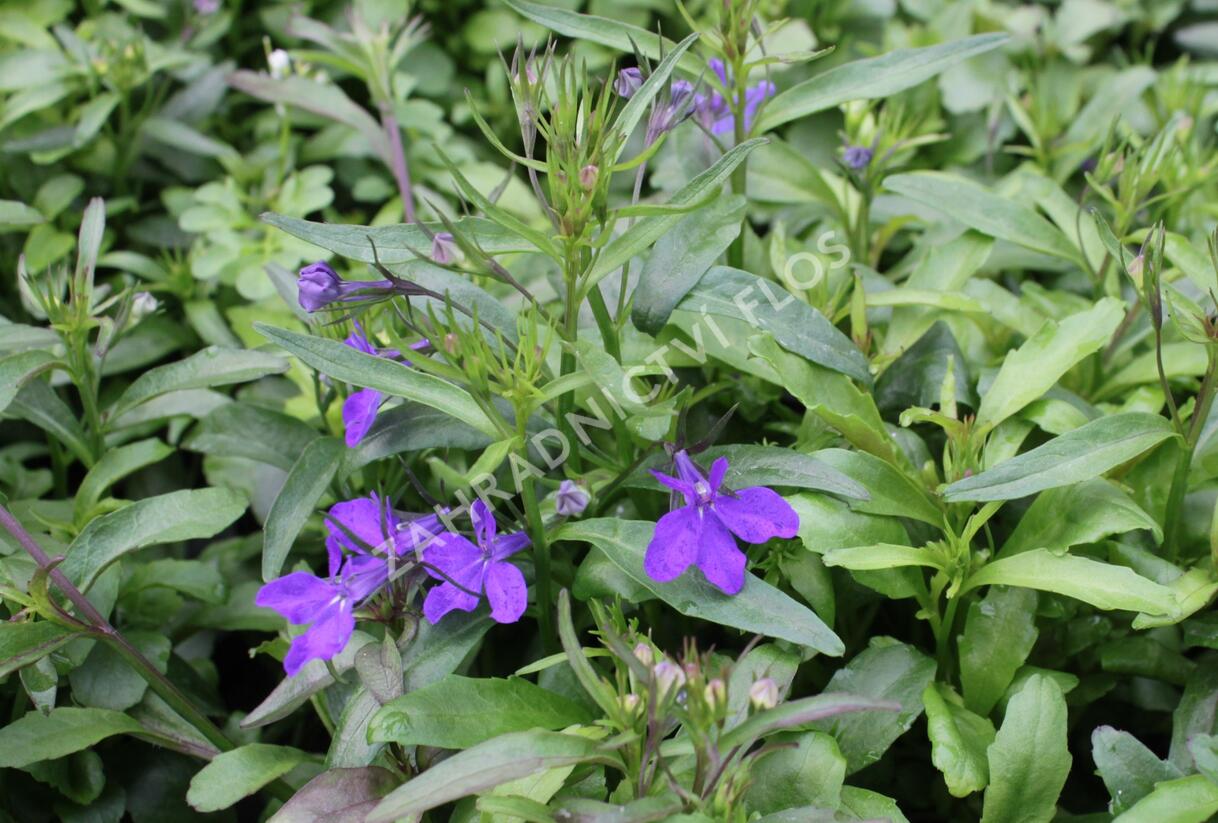 Lobelka 'Riviera Midnight Blue' - Lobelia erinus 'Riviera Midnight Blue'