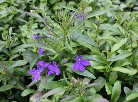 Lobelka 'Riviera Midnight Blue' - Lobelia erinus 'Riviera Midnight Blue'