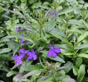 Lobelka 'Riviera Midnight Blue' - Lobelia erinus 'Riviera Midnight Blue'