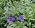 Lobelka 'Riviera Midnight Blue'