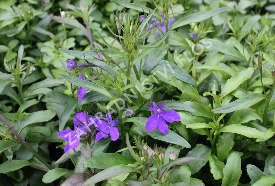Lobelka 'Riviera Midnight Blue' - Lobelia erinus 'Riviera Midnight Blue'