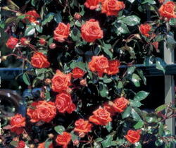 Růže pnoucí 'Bionda' - Rosa PN 'Bionda'
