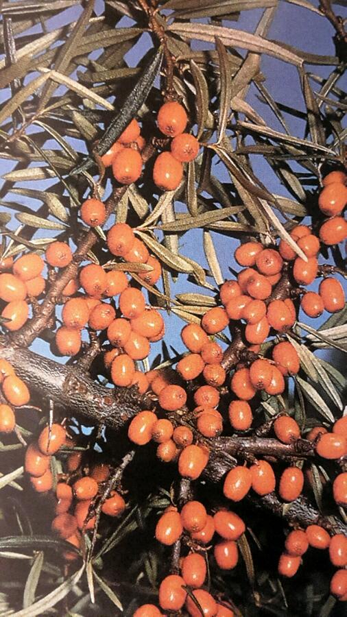 Rakytník řešetlákový samičí 'Hergo' - Hippophae rhamnoides 'Hergo'