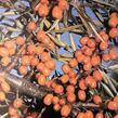 Rakytník řešetlákový samičí 'Hergo' - Hippophae rhamnoides 'Hergo'