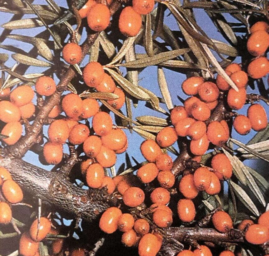 Rakytník řešetlákový samičí 'Hergo' - Hippophae rhamnoides 'Hergo'