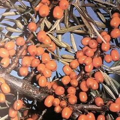 Rakytník řešetlákový samičí 'Hergo' - Hippophae rhamnoides 'Hergo'