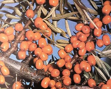 Rakytník řešetlákový samičí 'Hergo'