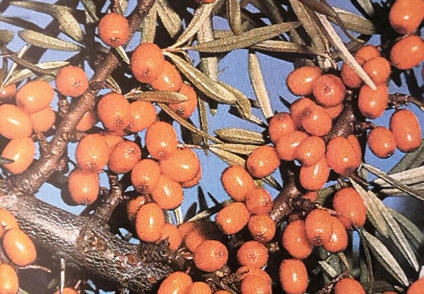 Rakytník řešetlákový samičí 'Hergo' - Hippophae rhamnoides 'Hergo'