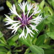 Chrpa horská 'Amethyst in Snow' - Centaurea montana 'Amethyst in Snow'