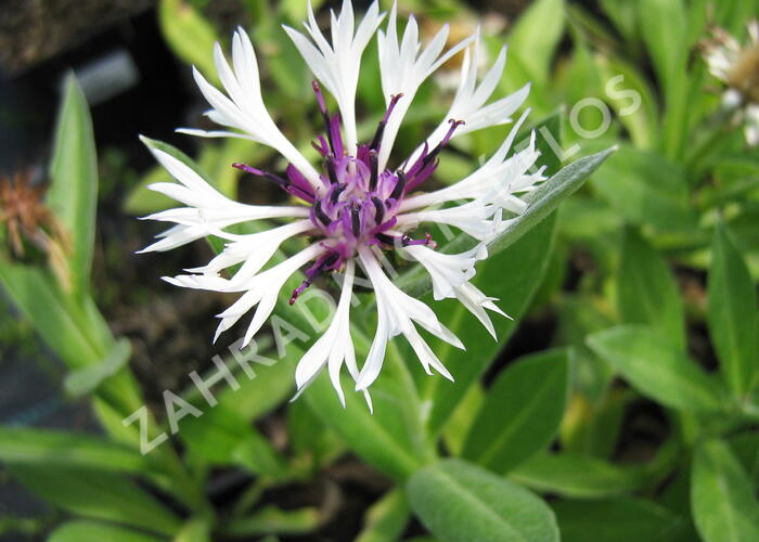 Chrpa horská 'Amethyst in Snow' - Centaurea montana 'Amethyst in Snow'