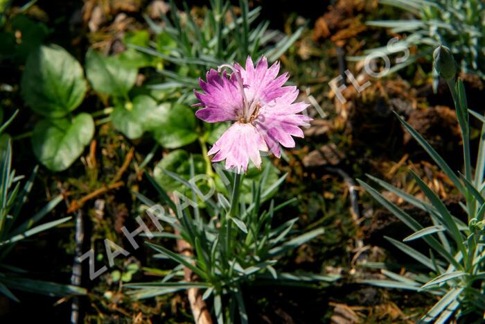 Hvozdík sivý 'Firewitch' - Dianthus gratianopolitanus 'Firewitch'