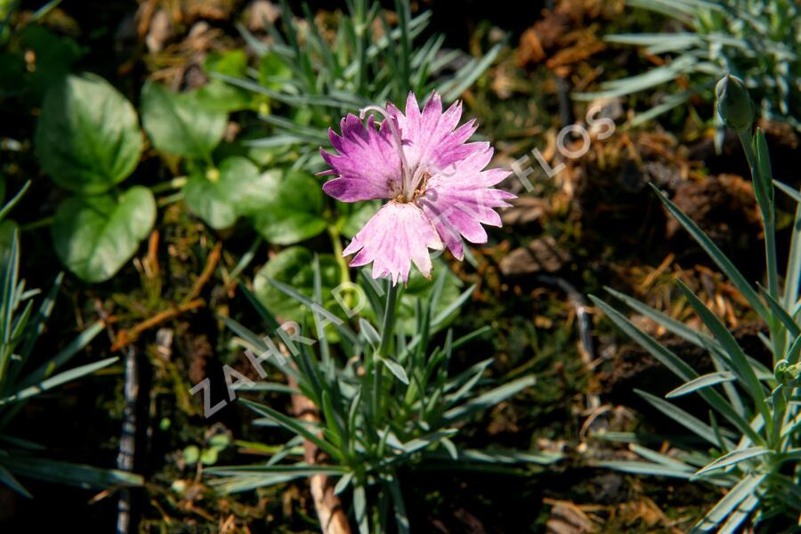 Hvozdík sivý 'Firewitch' - Dianthus gratianopolitanus 'Firewitch'