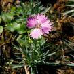 Hvozdík sivý 'Firewitch' - Dianthus gratianopolitanus 'Firewitch'