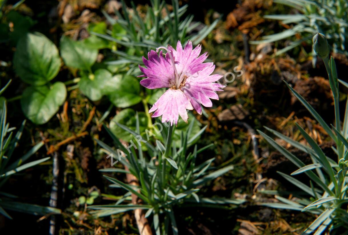 Hvozdík sivý 'Firewitch' - Dianthus gratianopolitanus 'Firewitch'