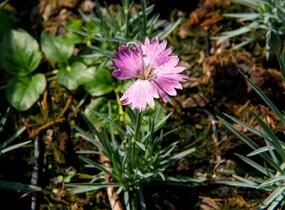 Hvozdík sivý 'Firewitch' - Dianthus gratianopolitanus 'Firewitch'