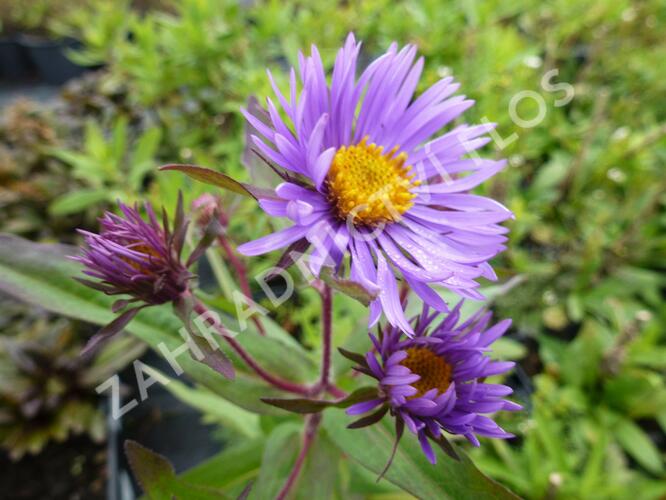 Hvězdnice novoanglická 'Barr's Blue' - Aster novae-angliae 'Barr's Blue'