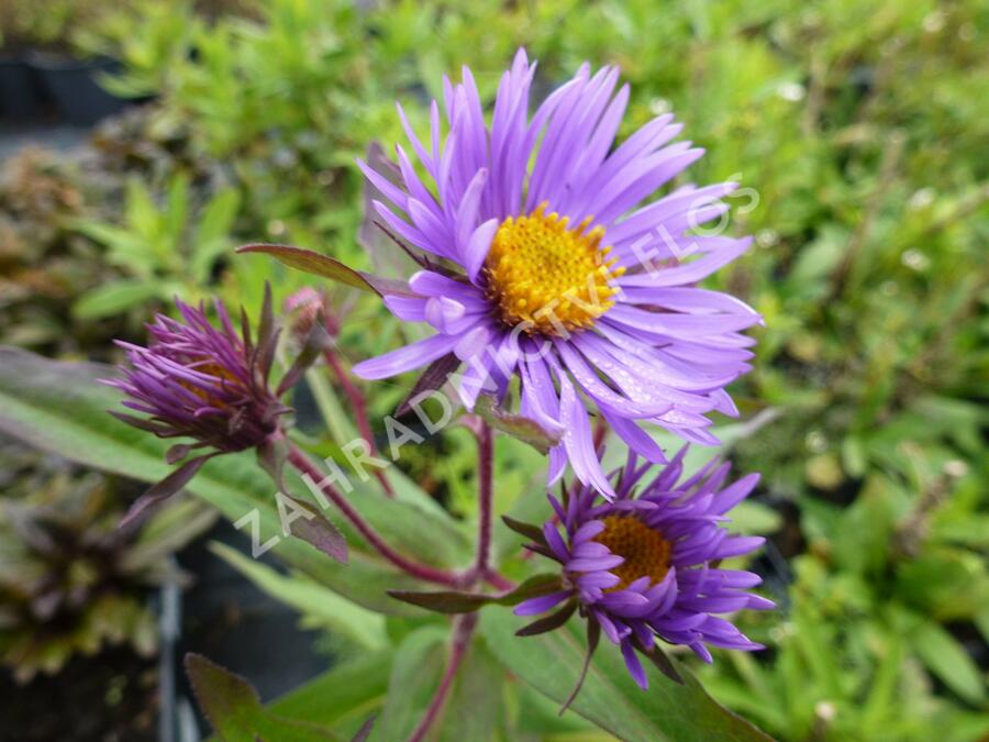 Hvězdnice novoanglická 'Barr's Blue' - Aster novae-angliae 'Barr's Blue'