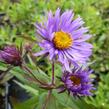 Hvězdnice novoanglická 'Barr's Blue' - Aster novae-angliae 'Barr's Blue'